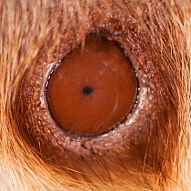 Hoffmann's Two-toed Sloth (Choloepus hoffmanni) close up of eye of baby, in rehabilitation centre, Aviarios del Caribe, Limon, Costa Rica. Captive, native to South and Central America..