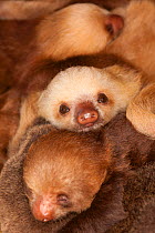 Hoffmann's Two-toed Sloth (Choloepus hoffmanni) babies, in rehabilitation centre, Aviarios del Caribe, Limon, Costa Rica. Captive, native to South and Central America..