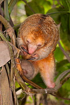 Pygmy anteater (Cyclopes didactylus) sleeping, Huachipa Zoo, Lima, Lima, Peru. Captive, native to South and Central America..