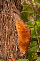 Pygmy anteater (Cyclopes didactylus) climbing, Huachipa Zoo, Lima, Lima, Peru. Captive, native to South and Central America..