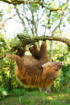 Southern Two-toed Sloth (Choloepus didactylus) climbing at rehabilitation centre - Fundacion Unau, Medelllin, Antioquia, Colombia. Captive, native to South America.