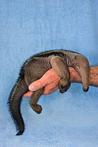 Giant anteater (Myrmecophaga tridactyla) baby sleeping on human hand, Brazil. Captive, native to South America. Vulnerable species.