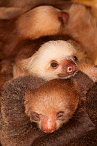 Hoffmann's Two-toed Sloth (Choloepus hoffmanni) babies sleeping in rehabilitation centre - Aviarios del Caribe, Limon, Costa Rica. Captive.