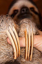 Brown-throated Three-toed Sloth (Bradypus variegatus) claws, at rehabilitation centre - Aviarios del Caribe, Limon, Costa Rica. Captive, native to South America.