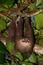 Hoffmann's Two-toed Sloth (Choloepus hoffmanni) climbing, at rehabilitation centre, Aviarios del Caribe, Limon, Costa Rica. Captive native to South America.