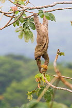 Brown-throated Three-toed Sloth (Bradypus variegatus) hanging upside down and feeding, Panama.