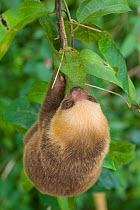 Hoffmann's Two-toed Sloth (Choloepus hoffmanni) hanging, Panama City,  Panama. Captive, native to Central and South America.