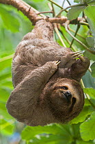 Brown-throated Three-toed Sloth (Bradypus variegatus) scratching, Bolivia Captive, native to Central and South America.