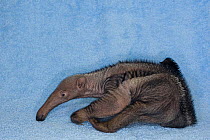 Giant anteater (Myrmecophaga tridactyla) baby sleeping, Brazil. Captive. Vulnerable species.