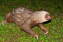 Hoffmann's Two-toed Sloth (Choloepus hoffmanni) on ground at night, captive at rehabilitation, Aviarios del Caribe, Limon, Costa Rica.