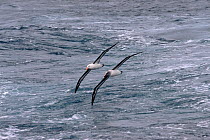 Black browed albatross (Thalassarche melanophrys) and Grey headed albatross (Thalassarche chrysostoma) riding the same air wave off Cape Horn, Southern Ocean.