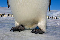 Emperor penguin (Aptenodytes forsteri) feet showing strong and scaly with powerful claws. Snow Hill Island. Antarctic Peninsula.