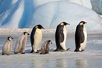 Emperor penguins (Aptenodytes forsteri), both adults and chicks walk in a line between icebergs. Snow Hill Island. Antarctica