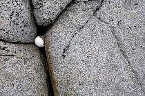 Remains of a penguin egg shell caught in cracks in the rock, Booth Island, Antarctica