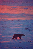 Polar bears (Ursus maritimus) walks in blowing snow at sunset. Cape Churchill, Manitoba. Canada.