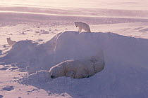 Arctic fox (Vulpes lagopus) looking down from a snow bank onto a sleeping Polar bears (Ursus maritimus) Cape Churchill, Canada