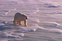 Polar bear (Ursus maritimus) on sea ice, with a strong wind swirling snow around his feet. Canada.