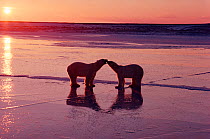 Two Polar bears (Ursus maritimus) greeting each other on the ice at sunset, with reflections. Cape Churchill, Canada.