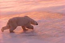Polar bears (Ursus maritimus) running over sea ice in blowing snow at sunset. Cape Churchill, Manitoba, Canada.