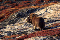 Lone Musk Ox (Ovibos moschatus) bull standing amongst autumnal Blueberry bushes on Renodde, East Greenland.