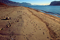 Eleonora Bay beach with tracks in sand left by   Musk oxen (Ovibos moschatus), Arctic fox (Vulpes lagopus) and Glaucous Gull. Kejser Franz Joseph Fiord. North-east Greenland National Park, 2005