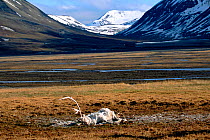 Body of a white bull Reindeer (Rangifer tarandus) that died during the winter in Adventdalen, Svalbard, Norway.