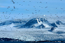 Little Auks (Alle alle) fly in front of the Annanbreen Glacier on Amsterdam Island, Svalbard, Norway.