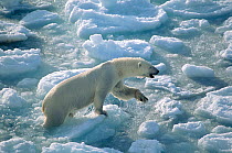 Female Polar bear (Ursus maritimus) climbing out of the sea onto an ice floe, in summer ice. Svalbard, Norway.