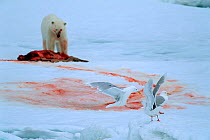 Glaucous gulls (Larus hyperboreus) squabbling whilst waiting for a Polar bear (Ursus maritimus) to leave its kill so they can scavenge, Svalbard, Norway.