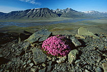 Moss Campion (Silene acaulis) growing on a rocky ledge in Adventdalen,Svalbard, Norway, summer.