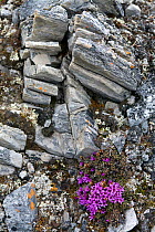 Flowering Purple saxifrage (Saxifraga oppositifolia) and frost shattered rocks in Krossfjorden, Svalbard, Norway.