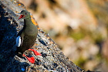 Black Guillemot (Cepphus grylle) calling, showing the red inside to its mouth. Svalbard, Norway.