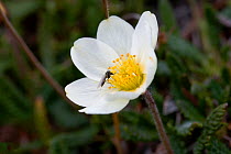 Insect  pollinating Arctic Avens (Dryas integrifolia) Svalbard, Norway.