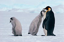 Emperor penguins (Aptenodytes forsteri) chick begging for food, with another chick nearby, Atka Bay, Antarctica