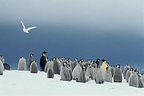 Emperor penguins (Aptenodytes forsteri) colony, with Snow petrel (Pagodroma nivea) flying past and dark sky. Atka Bay. Antarctica