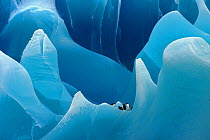 Chinstrap penguins (Pygoscelis antarctica) on a blue iceberg, Antarctica