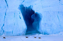 Emperor penguins (Aptenodytes forsteri) sledding past blue glacier, Mawson, Antarctica