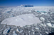 Ice floes in the Ross Sea. The ice between freezes in the cold nights. Iceberg on horizon. Antarctica.