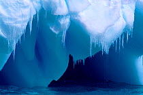 Icicles hanging from the edge of a small blue iceberg as the summer thaw sets in, Antarctica