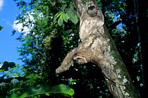 Brown-throated sloths (Bradypus variegatus) camouflaged on tree branch,  Brazil. Captive, native to Central and South America.