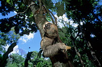 Brown-throated Three-toed Sloth (Bradypus variegatus)  captive, native to South and Central America.