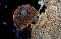 Maned Three-toed Sloth (Bradypus torquatus) mother and baby, captive, endemic to Brazil.  Vulnerable species.