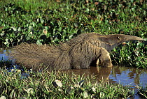 Giant Anteater (Myrmecophaga tridactyla) in swamp, Venezuela. Vulnerable species.