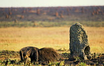 Giant Anteater (Myrmecophaga tridactyla) by termite mound, Brazil. Vulnerable species.