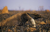 Giant Anteater (Myrmecophaga tridactyla) getting up, Brazil. Vulnerable species.