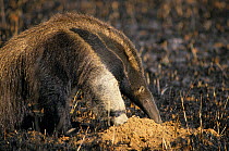 Giant Anteater (Myrmecophaga tridactyla) feeding on scorched ground, Brazil. Vulnerable species.