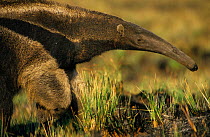 Giant Anteater (Myrmecophaga tridactyla) Brazil. Vulnerable species.