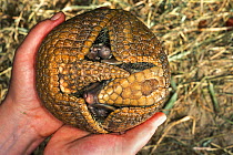 Southern three-banded armadillo (Tolypeutes matacus) held in hand whilst balled up, Argentina. Captive.