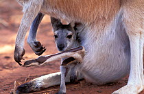 Antilopine kangaroo (Macropus antilopinus) baby in pouch, Australia. Captive.