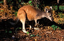 Antelopine wallaroo (Macropus antilopinus) Australia. Captive.